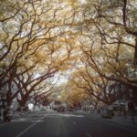 a street with trees on the side